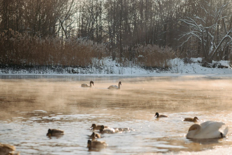 a group of ducks floating on top of a lake, by Jan Tengnagel, pexels contest winner, romanticism, outside winter landscape, soft light misty, ground covered with snow, thumbnail
