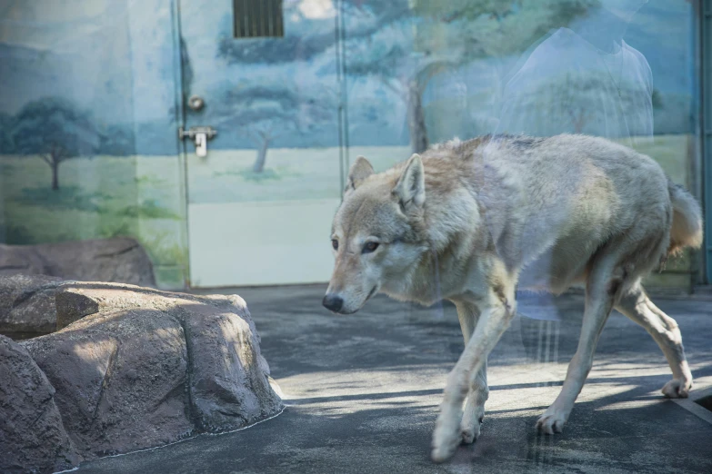 an image of a wolf in a zoo setting, a hologram, trending on unsplash, photorealism, male emaciated, smithsonian, inuk, museum quality photo