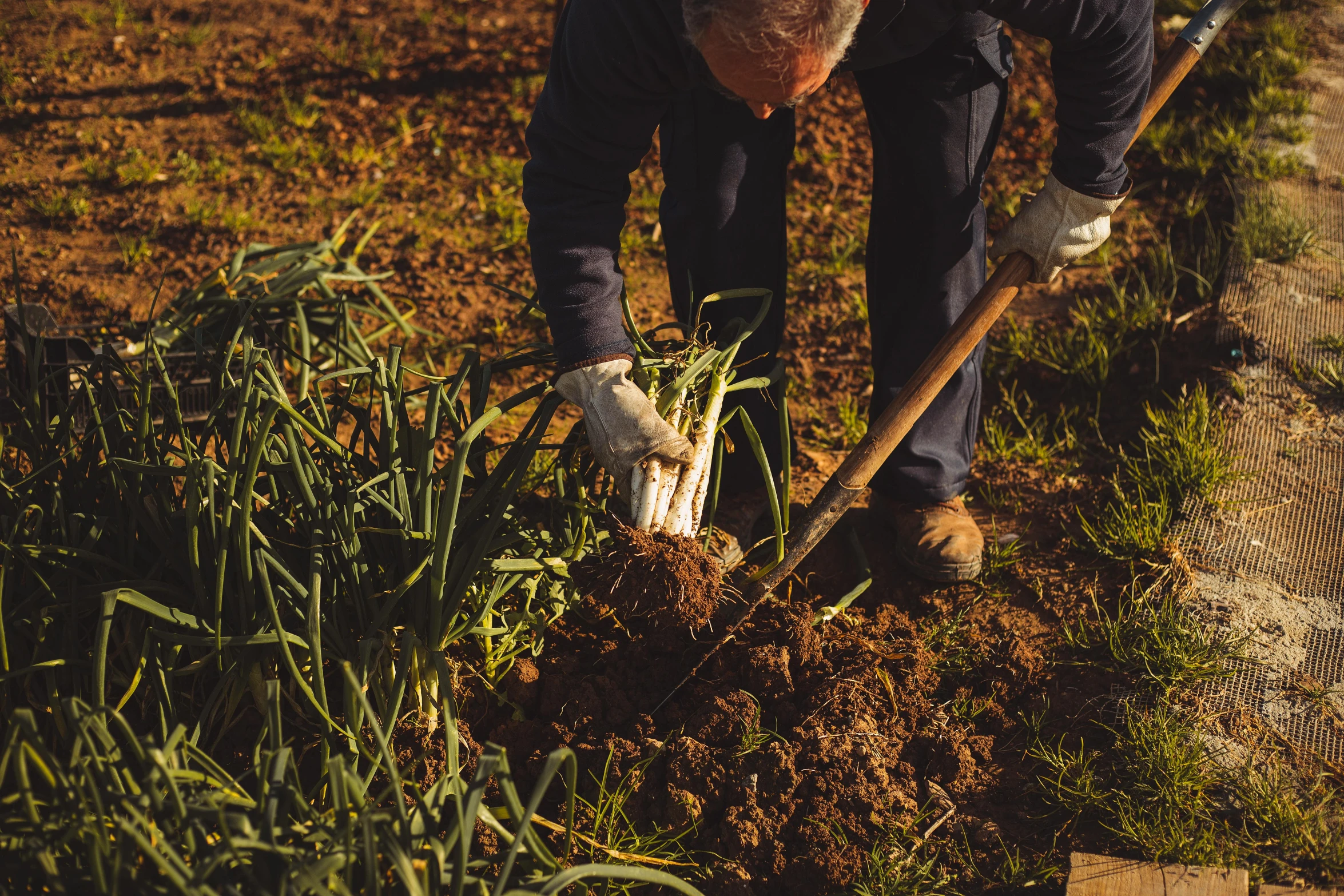 a man digging in the ground with a shovel, unsplash, renaissance, thumbnail, surrounding onions, australian, full frame image