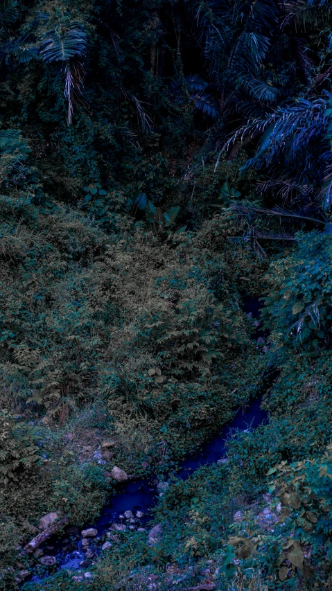 a small stream running through a lush green forest, an album cover, inspired by Elsa Bleda, sumatraism, blue bioluminescent plastics, overview, low iso, digital screenshot