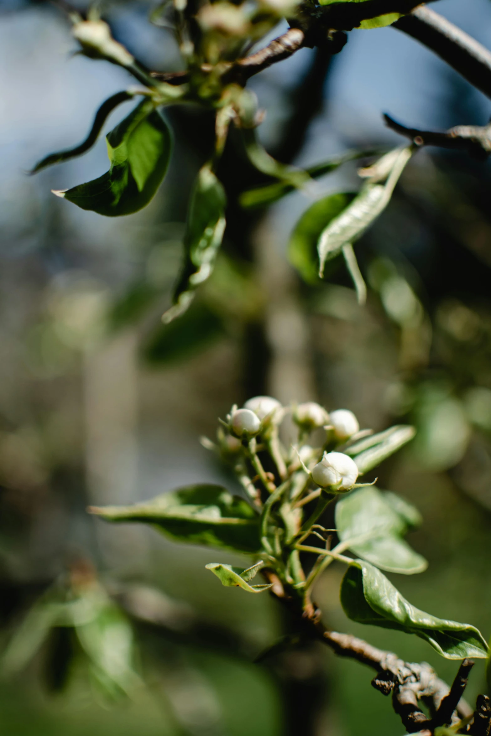 a close up of a branch of an apple tree, a portrait, unsplash, flannel flower, berries inside structure, distant - mid - shot, background image