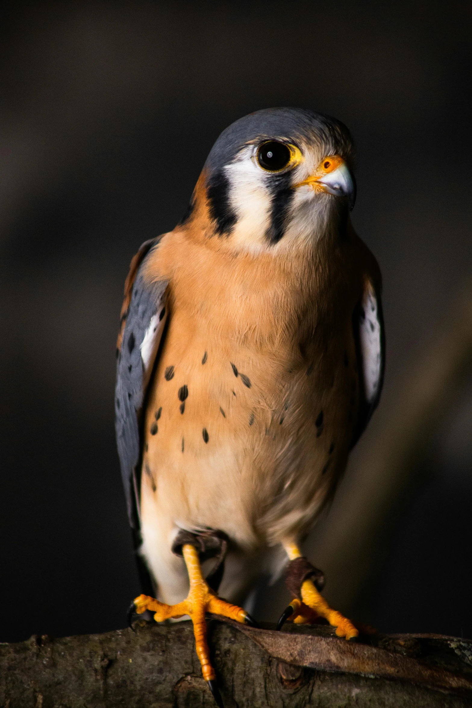 a close up of a bird of prey on a branch, a portrait, by Greg Rutkowski, trending on pexels, portrait of tall, avatar image, small chin, spotted