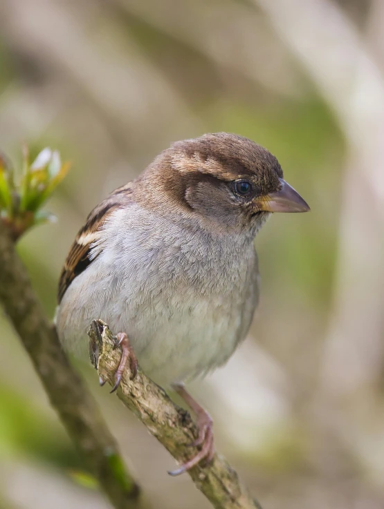 a small bird sitting on top of a tree branch, soft round face, 1 female, heavy brow, slightly dirty face