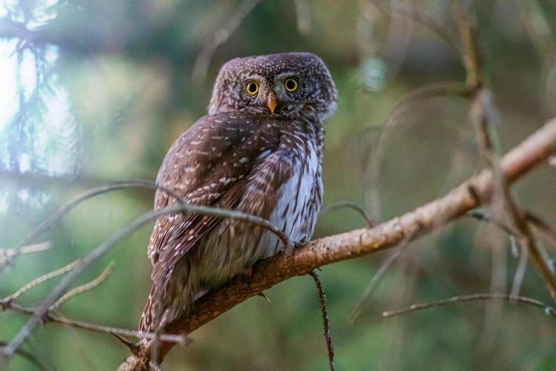 a brown and white owl sitting on top of a tree branch, pexels contest winner, hurufiyya, australia, paul barson, young female, a broad shouldered