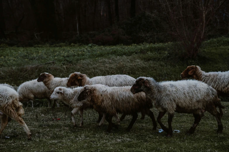 a herd of sheep walking across a lush green field, by Adam Marczyński, pexels contest winner, renaissance, dimly lit, fur with mud, cottagecore hippie, thumbnail