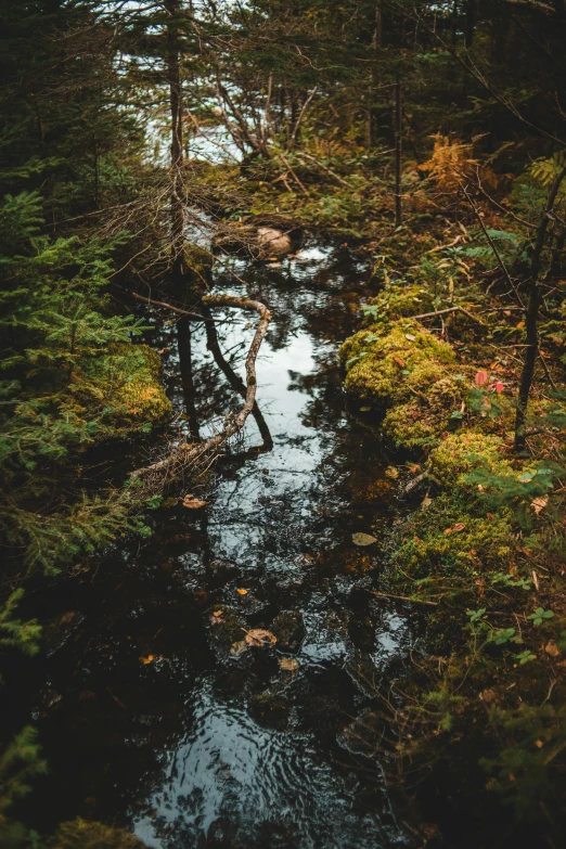 a stream running through a forest filled with trees, a picture, by Jacob Kainen, unsplash contest winner, dead river, looking down at the forest floor, near pond, ((forest))