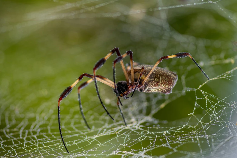 a spider sitting on top of a spider web, by John Gibson, pexels contest winner, hurufiyya, avatar image, long spider paws, large antennae, australian