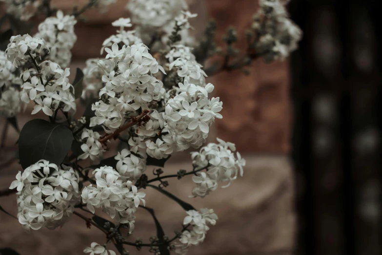 a bunch of white flowers in a vase, a picture, unsplash, australian tonalism, lilac bushes, very old, background image