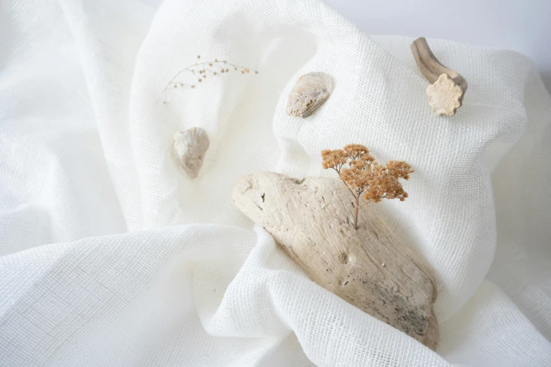 a close up of a piece of wood on a cloth, a still life, trending on unsplash, assemblage, spores floating in the air, in a white boho style studio, neutral colours, soft-sanded coastlines