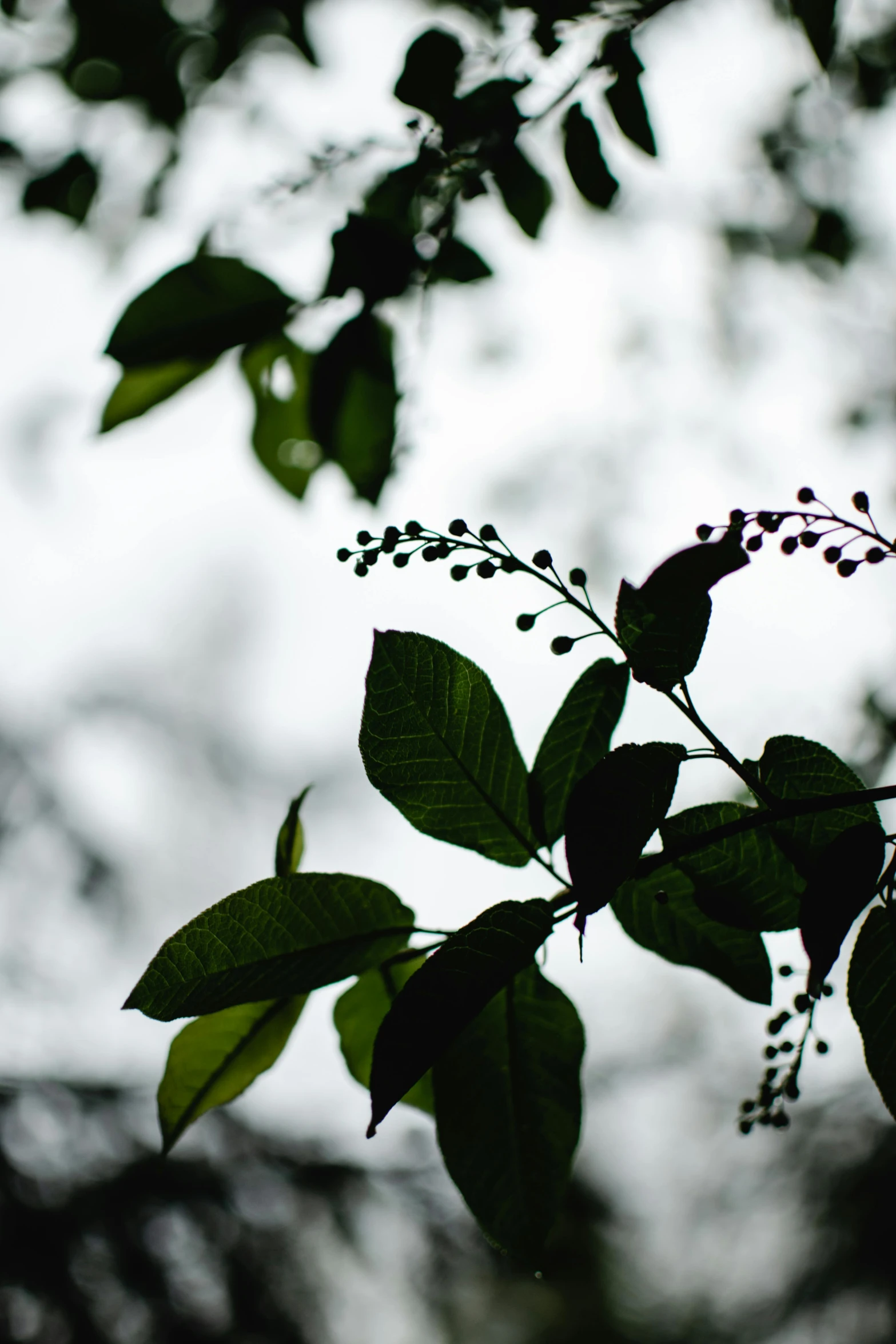 a black and white photo of leaves and berries, unsplash, black and green, tall, early evening, background image