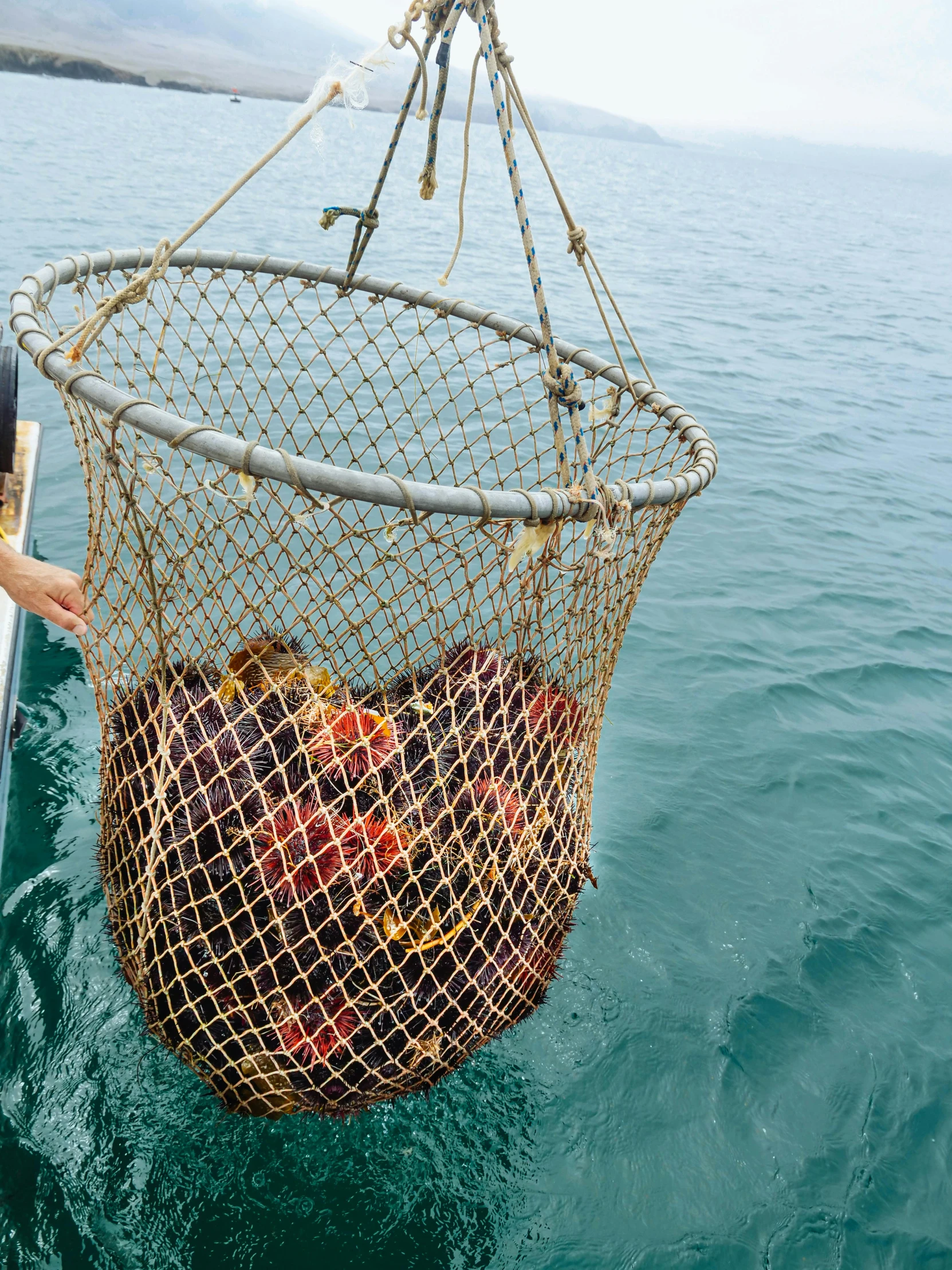 a person on a boat holding a net full of apples, dredged seabed, maroon, hanging, high quality product image”