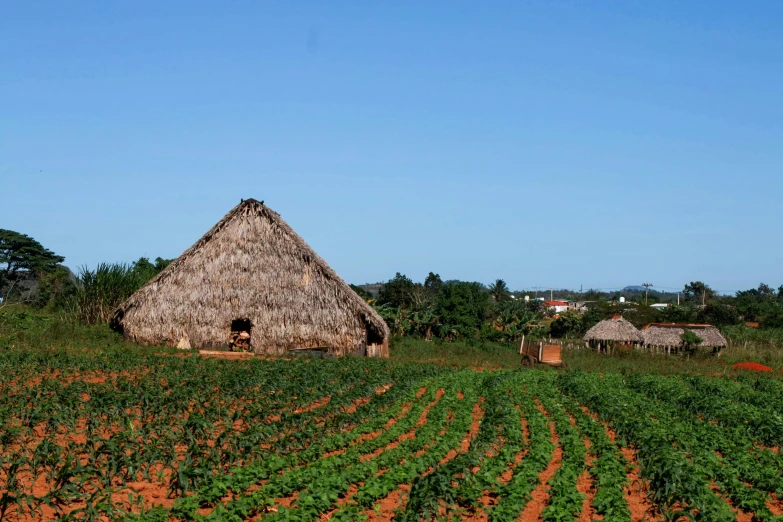 a small hut sitting in the middle of a field, cuban setting, background image, rows of lush crops, múseca illil