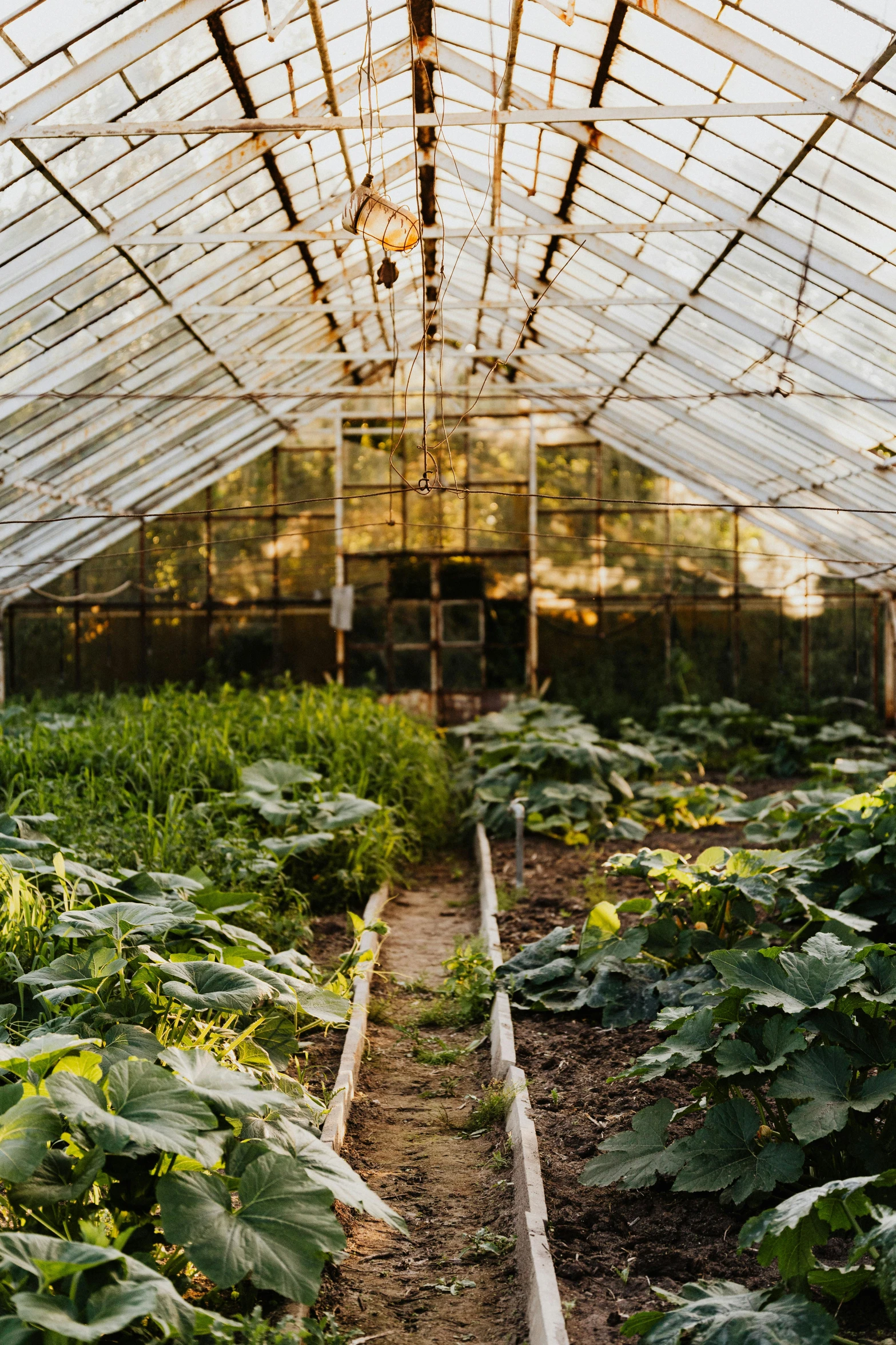 a greenhouse filled with lots of green plants, an album cover, unsplash, renaissance, central farm, 2 5 6 x 2 5 6 pixels, wide panoramic shot, back lit