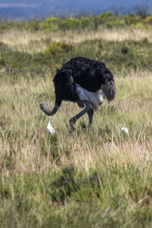an ostrich is running through the tall grass, by Peter Churcher, hurufiyya, cow hoof feet, injured, taken in 2022, manuka
