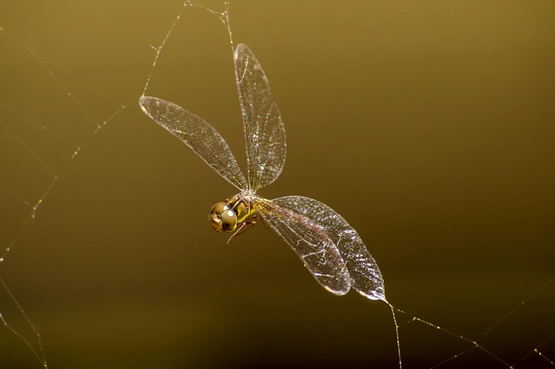 a dragonfly sitting on top of a spider web, by Dave Allsop, pexels contest winner, hurufiyya, glossy surface, irridescent ghostly, 4k', hairs fluttering on the wing