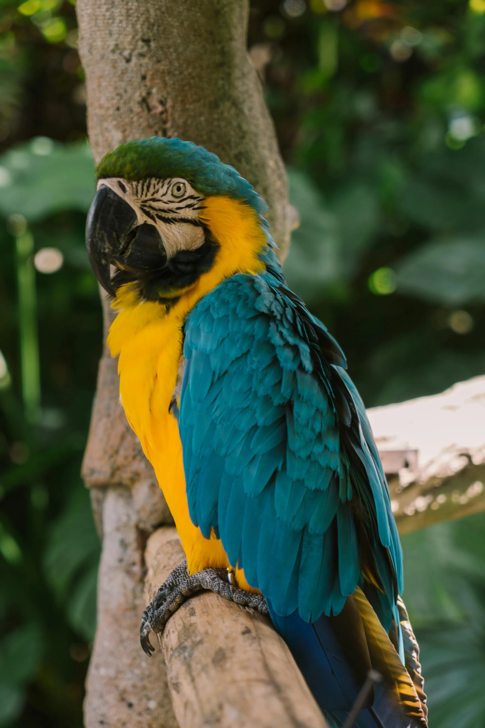 a blue and yellow parrot sitting on a branch, lush surroundings, te pae, highly upvoted, bali