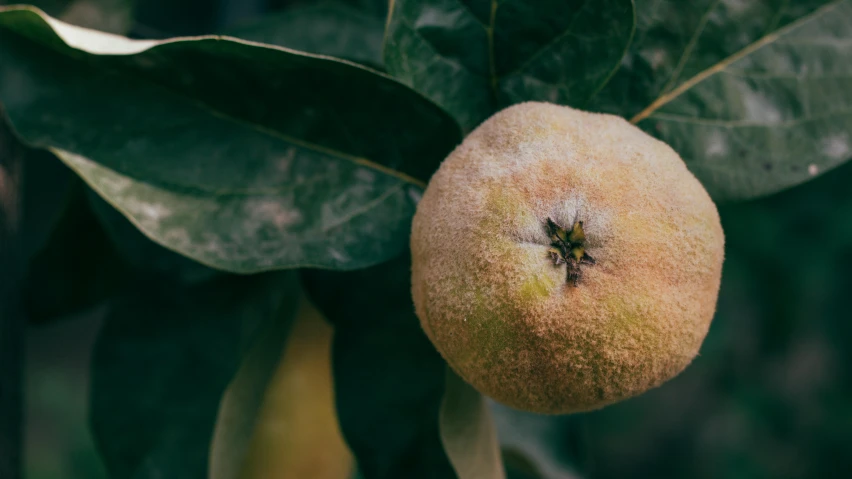 a close up of a fruit on a tree, an album cover, trending on pexels, renaissance, battered, background image, high resolution photo, covered with organic flesh