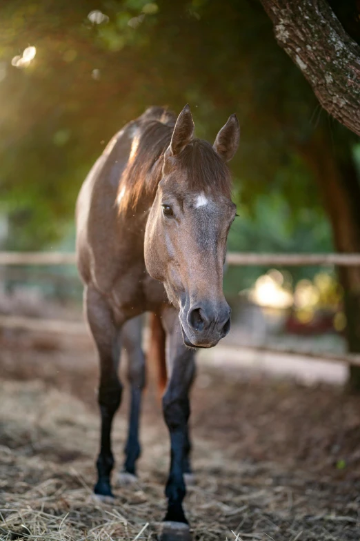 a brown horse standing next to a tree