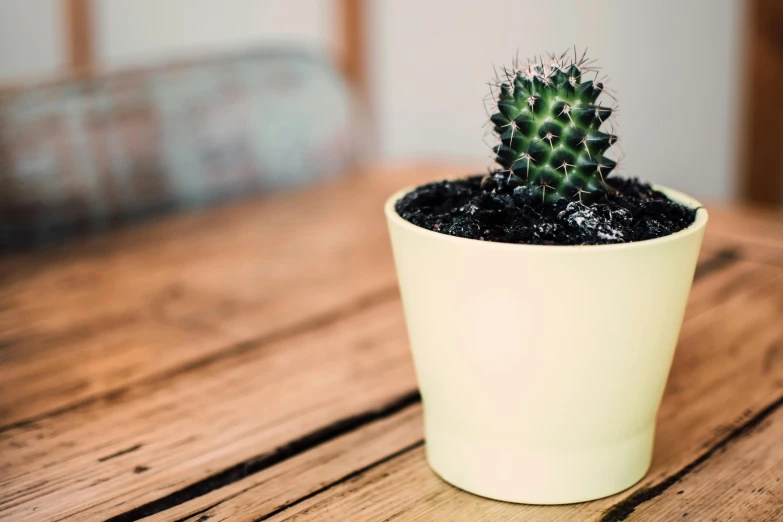 a small cactus sitting on top of a wooden table, a colorized photo, trending on unsplash, ceramic pot, single flat colour, yellow spiky hair, detailed product image