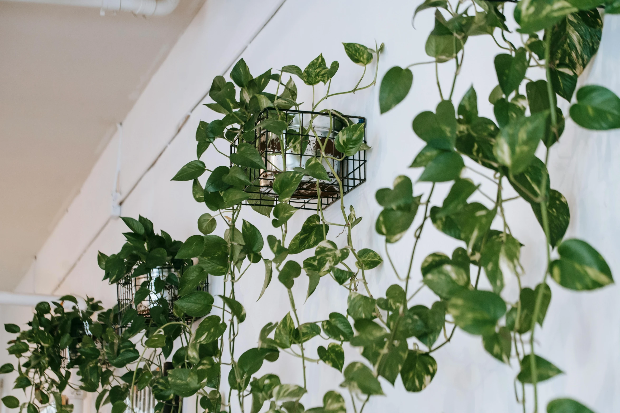 a bunch of plants that are hanging on a wall, hanging veins, mid-shot, indoor, multiple stories