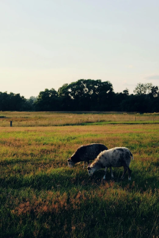 a herd of sheep grazing on a lush green field, by Jan Tengnagel, in the evening, summer 2016, woodstock, trending on vsco