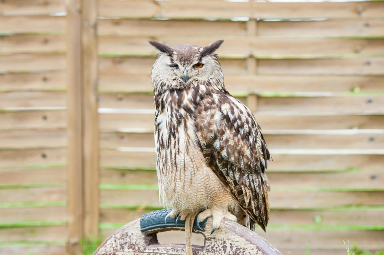 a brown and white owl sitting on top of a barrel, pexels contest winner, hurufiyya, on a wooden tray, olivia kemp, 🦩🪐🐞👩🏻🦳, large and tall