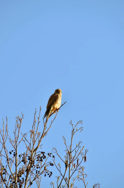 a bird sitting on top of a tree branch, looking at the sky