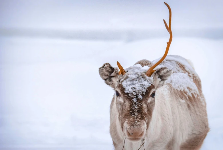 a close up of a reindeer in the snow, by Jesper Knudsen, pexels contest winner, fan favorite, white, inuit heritage, frontal shot