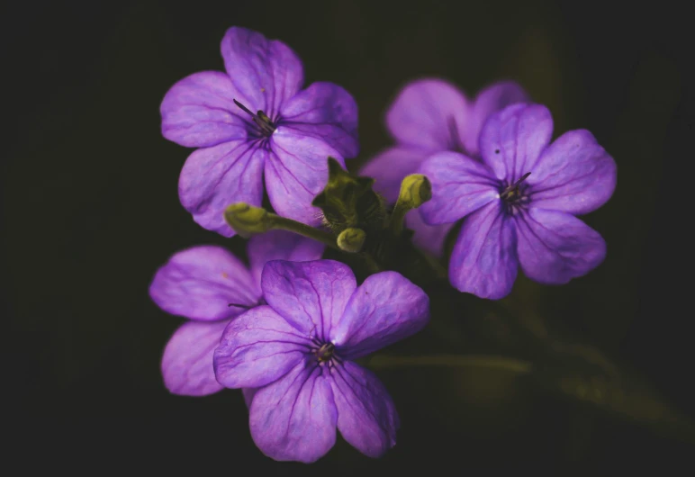 a close up of a bunch of purple flowers, a macro photograph, unsplash, paul barson, high angle close up shot, mediumslateblue flowers, verbena