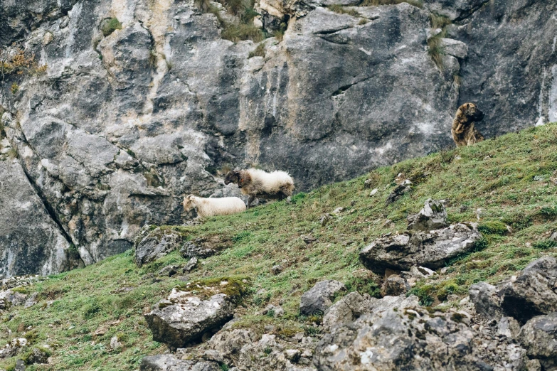 a couple of sheep standing on top of a lush green hillside, a photo, by Emma Andijewska, les nabis, 🦩🪐🐞👩🏻🦳, rocky cliffs, ready to eat, alp