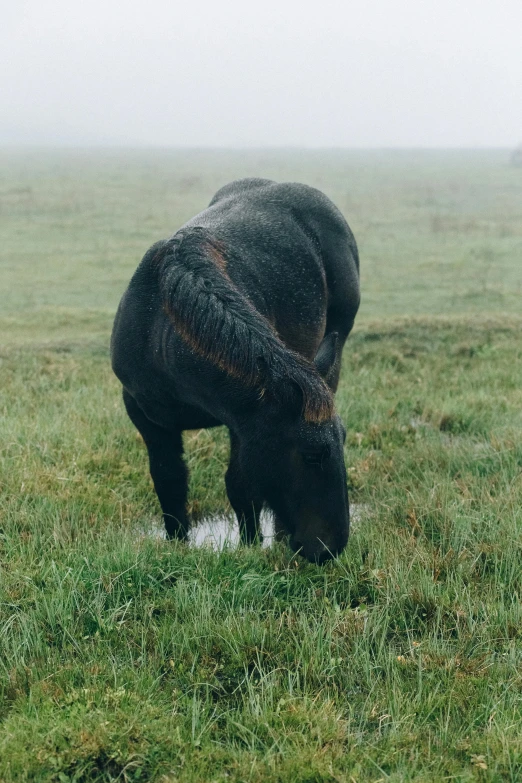 a black horse standing on top of a lush green field, ground covered in mist, puddle of milk, profile image, grazing