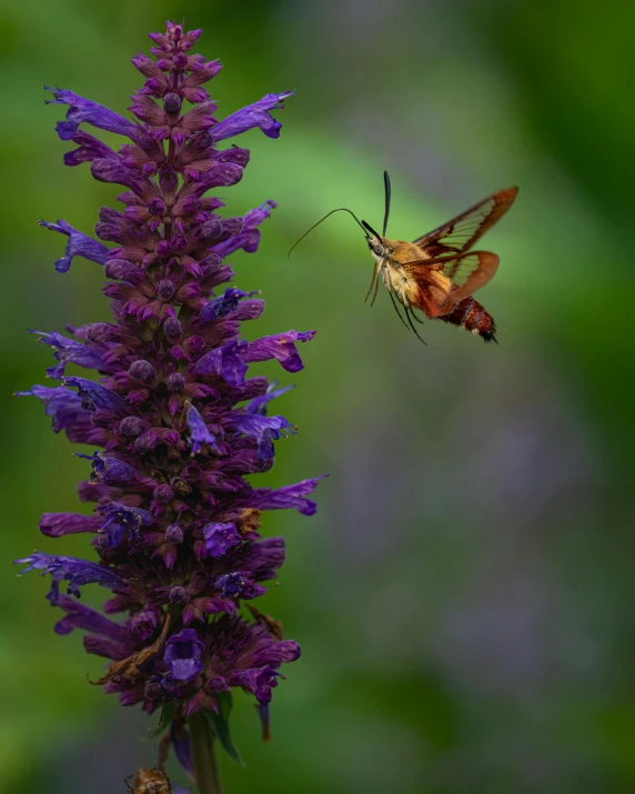 a humming - moth hovering over a purple flower, by Jan Tengnagel, pexels contest winner, today\'s featured photograph 4k, salvia, 2 0 2 2 photo, outdoor photo