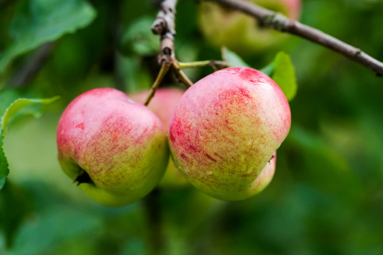 a close up of two apples on a tree, pink and green, thumbnail, organic, osr