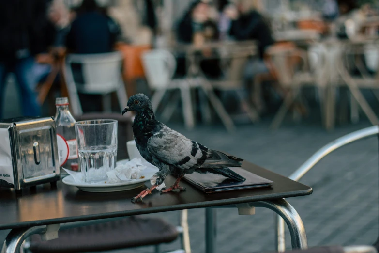 a pigeon sitting on top of a wooden table, by Niko Henrichon, pexels contest winner, renaissance, in a sidewalk cafe, demna gvasalia, julia hetta, black