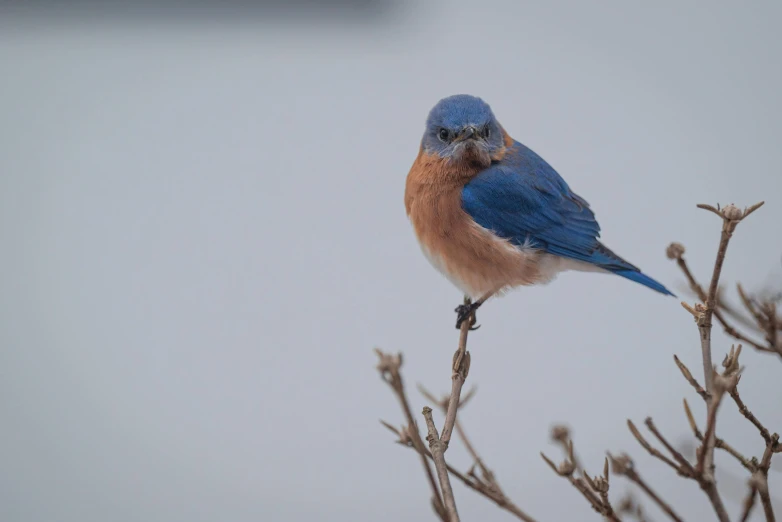 a blue bird sitting on top of a tree branch, by Neil Blevins, unsplash contest winner, renaissance, on a gray background, minn, flax, white and blue