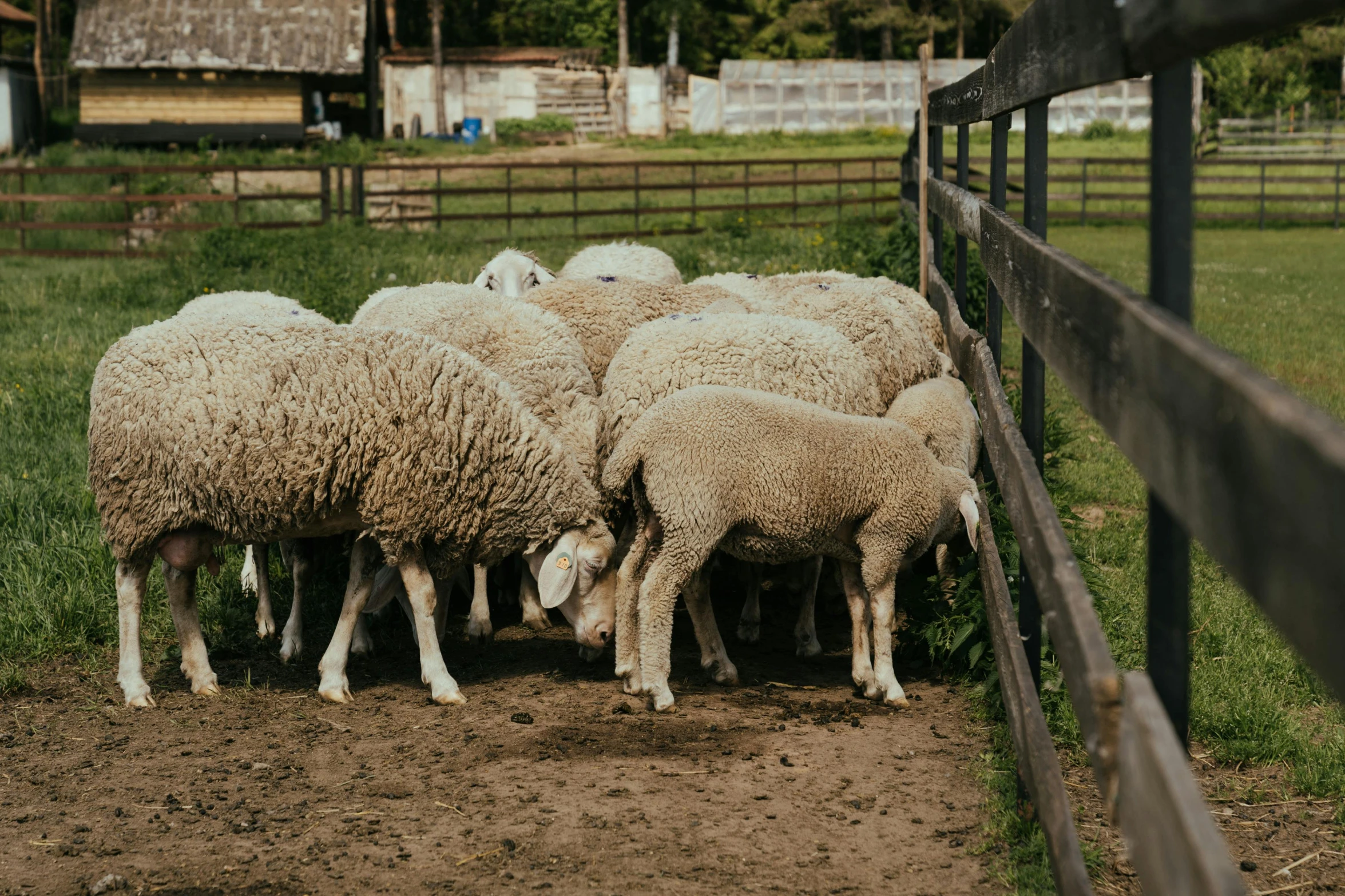 a herd of sheep standing on top of a lush green field, outside in a farm, trending on vsco, they might be crawling, a wooden