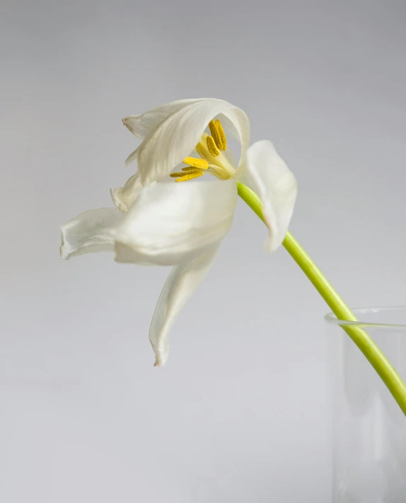 a single white flower in a glass vase, inspired by Robert Mapplethorpe, unsplash, photorealism, tulip, colour photograph, orchid, ilustration