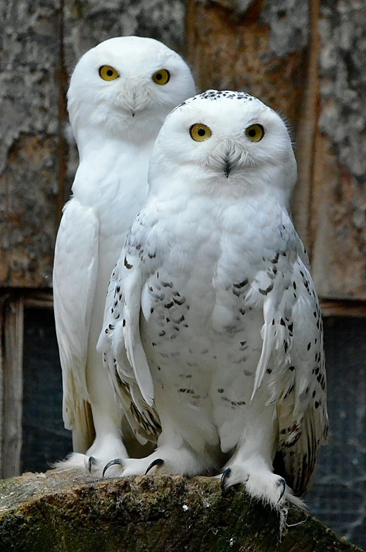 two white owls sitting on top of a rock, facing the camera, hip-length, from wikipedia, snow flurry