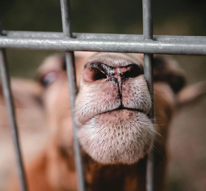 a close up of a goat behind a fence, pexels contest winner, square nose, camel, multiple stories, cruelty