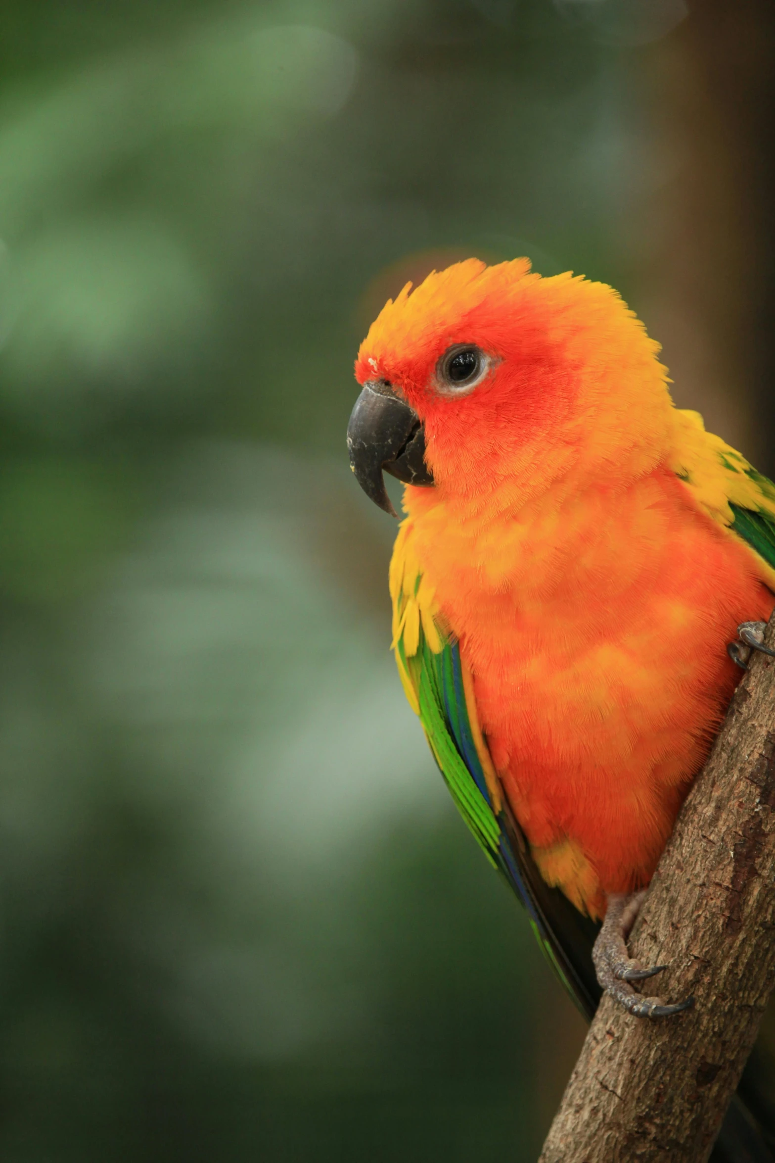 a colorful bird sitting on top of a tree branch, orange fluffy belly, scarlet emerald, cocky, no cropping