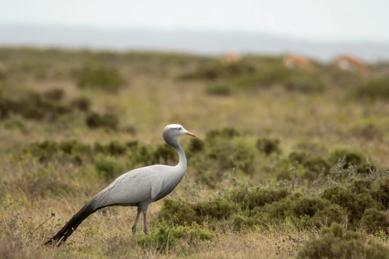 a bird that is standing in the grass, by Paul Bird, hurufiyya, cranes, grey, coastal, mid-shot of a hunky