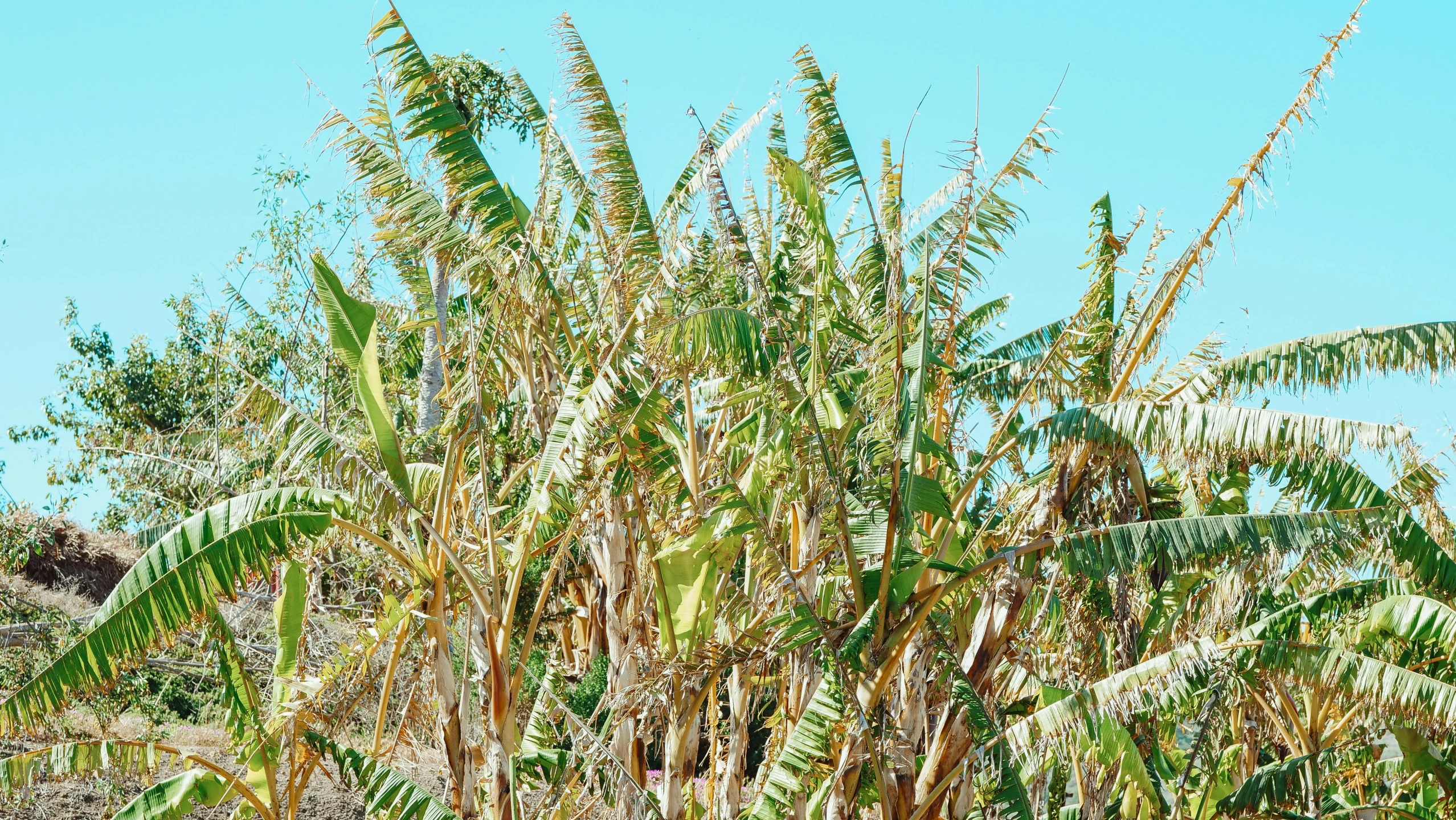 a bunch of bananas that are growing in a field, hurufiyya, epic coves crashing waves plants, thumbnail, palm pattern visible, brown