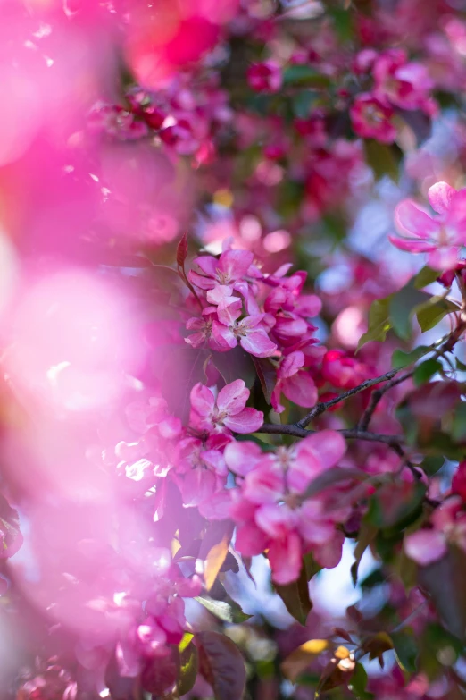 a bunch of pink flowers on a tree, unsplash, vibrant scattered light, ilustration, close - up photo, vivid)