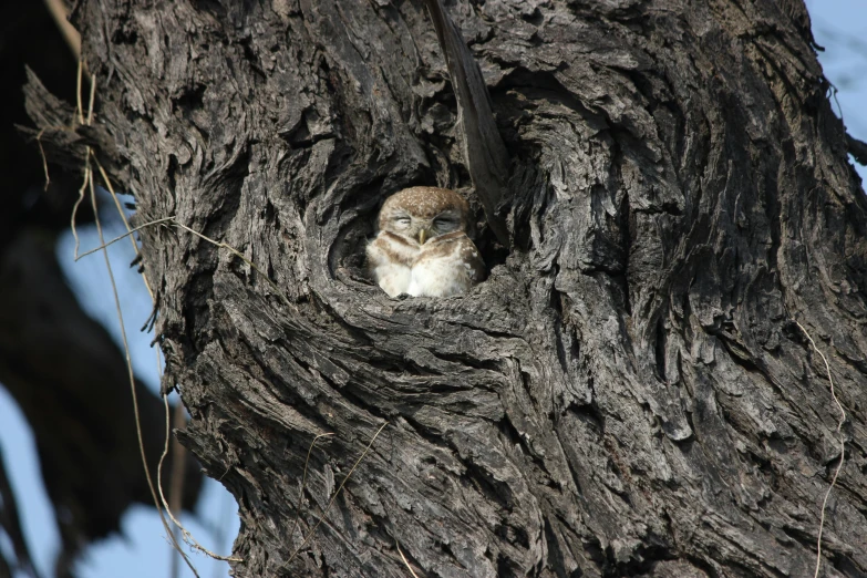 a small bird sitting in a hollow in a tree, lachlan bailey, very very small owl, professional image, digital image