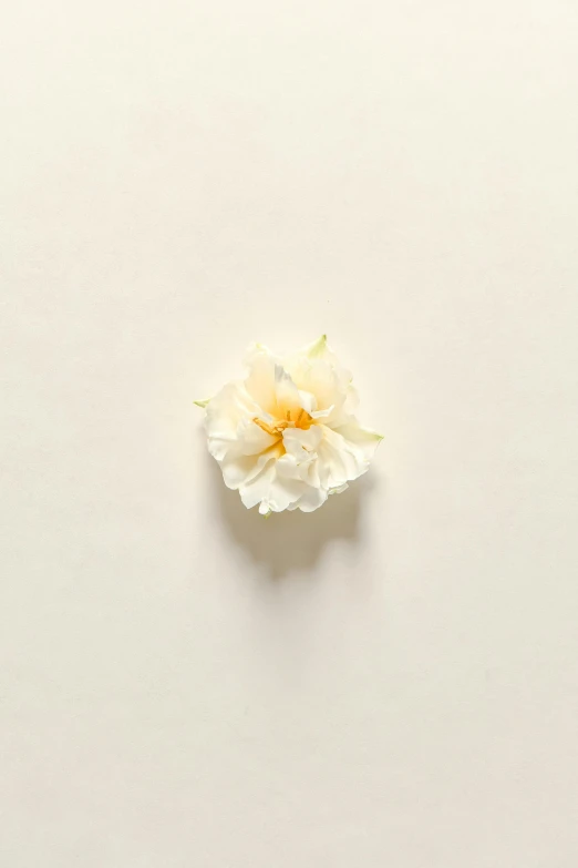 a single white flower on a white surface, by Alison Geissler, conceptual art, light yellow, ignant, carnation, cream paper