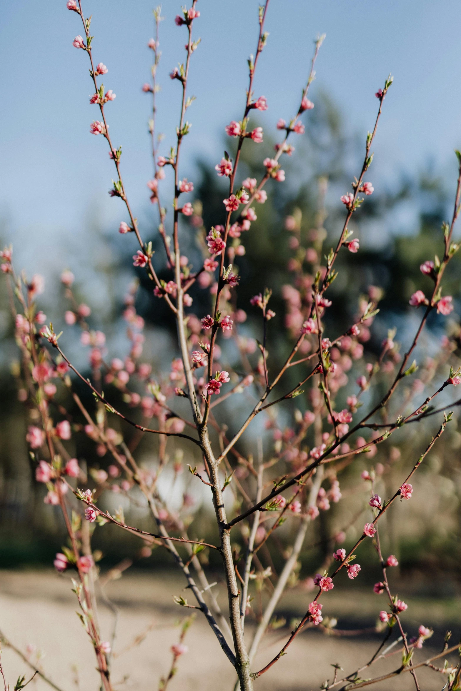 a close up of a tree with pink flowers, fruit trees, 3/4 front view, al fresco, sprouting