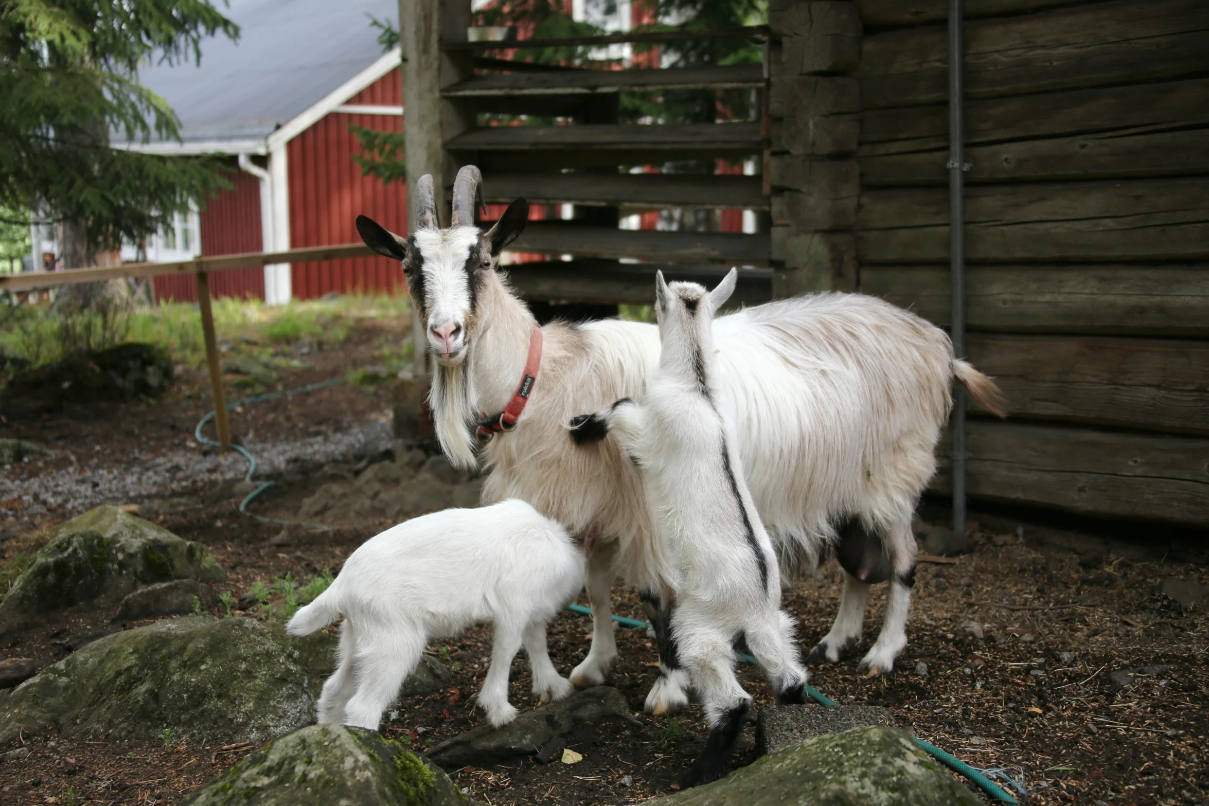 a couple of goats standing next to each other, by Jaakko Mattila, happening, central farm, three animals, multi - level, astri lohne