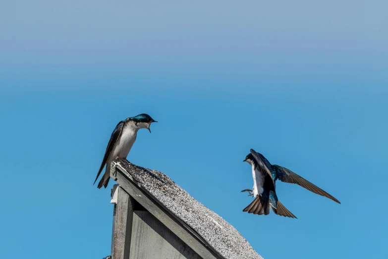 a couple of birds sitting on top of a roof, by Carey Morris, pexels contest winner, hurufiyya, spit flying from mouth, teal sky, family dinner, swift