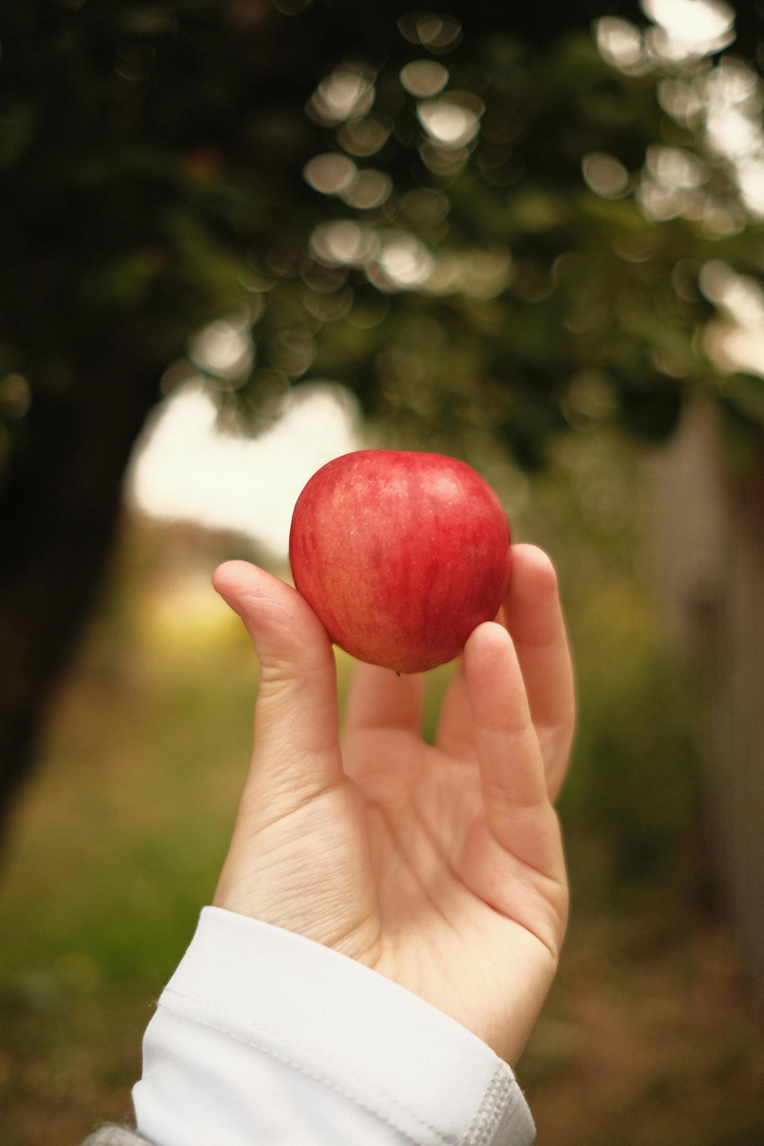 a person holding an apple in their hand, in 2 0 1 5, on location, a pale skin, no cropping