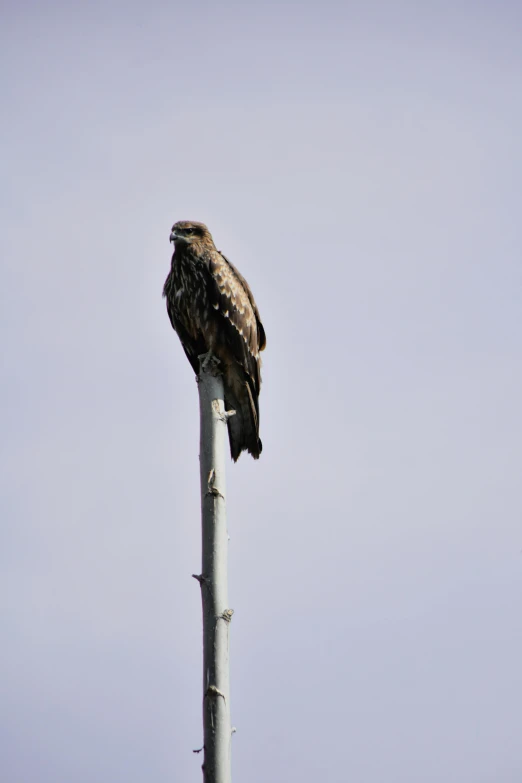 a bird sitting on top of a metal pole, by Dave Allsop, slide show, eagle, nice slight overcast weather, grain”